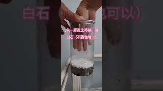 睡蓮繁殖~100%成功