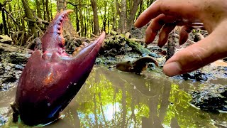 岩の隙間に化け物サイズのカニが潜んでいた