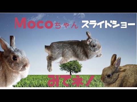 うさぎのMocoちゃん スライドショー