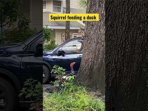 Cute animals 😍 Squirrel sharing food with ducks!