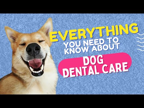 Everything You Need To Know About Dog Dental Care With Dr. Ben Larson