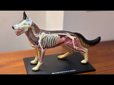 ［Unboxing ］Dog Anatomical Model 4D Master Puzzle 🐶