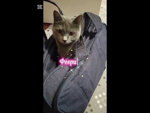 Жан-Клод ван Дамм 🐱#нашамауси #домашнийпитомец #shorts