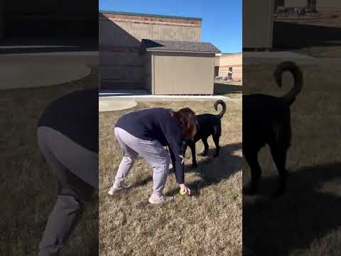 Therapy dog plays fetch with preschool students