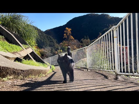 坂道で追いかけてくる黒ねこちゃん　No.７９９　に　２０２４年　１１月１９日　８：００　のくろねこちゃん　black cat