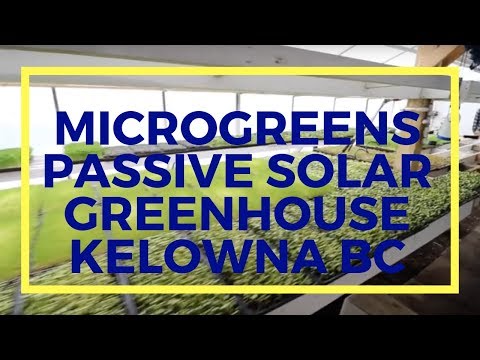 Microgreens Passive Solar Greenhouse in Kelowna BC