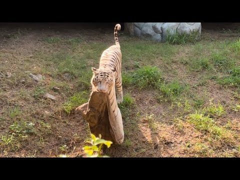 White tiger 🐯 most dangerous 😱