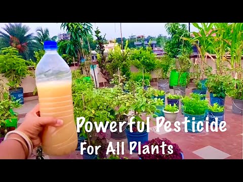 Homemade Powerful Organic Pesticide For All Plants // Effective Solution For Pest Control