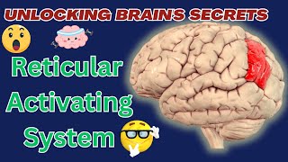 What is the Reticular Activating System?