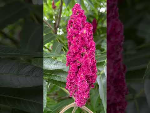 Sumac medicine medicinal plants uk