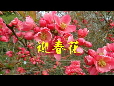 迎春花～一首佷有节日气纷的新年歌曲!....由马艾妮"马力"演唱