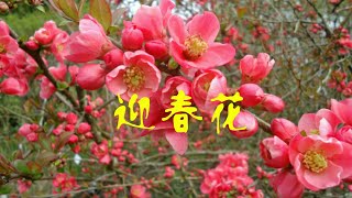 迎春花～一首佷有节日气纷的新年歌曲!....由马艾妮"马力"演唱