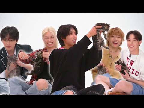 【子猫インタビュー】Stray Kidsが子猫たちに囲まれながらファンの質問に答えます！(日本語字幕）Stray Kids: The Kitten Interview