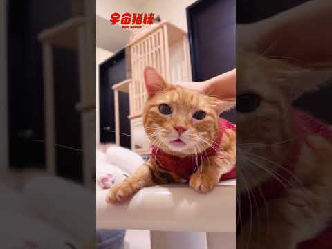 吃了食慾促進劑的貓！老人家食慾不好怎麼辦 #宇宙貓咪 #cat #shorts #shortstw