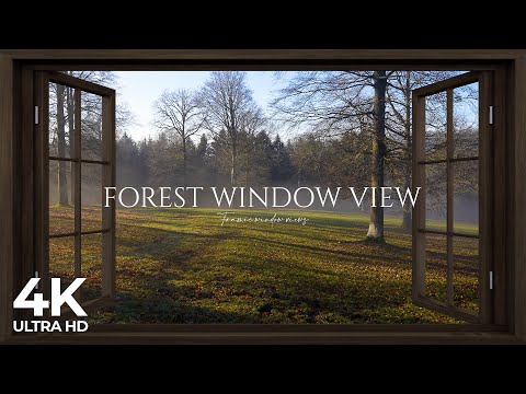 4K Forest window view birds singing - Relaxing, Calming, Ambience, white noise