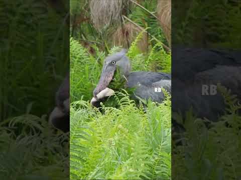 ナマズを食べるハシビロコウ