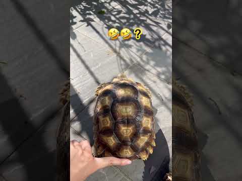 這是什麼神秘開關😂 #video #viral #animals #cute #pets #videos #turtle #sulcata #カメラ#sound