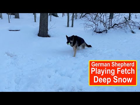 Ep197 German Shepherd playing fetch in deep snow! A great morning workout for our German Sheperd