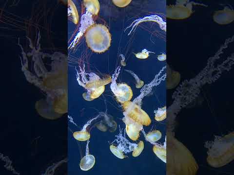 【4K】クラゲ-Jellyfishes-