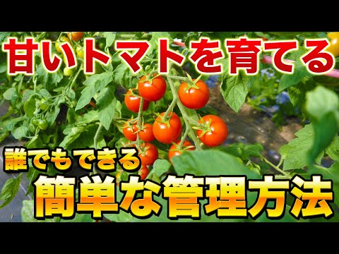 【トマト栽培】初心者でも簡単にできる甘いトマトを育てる方法！これをやるだけで格段に甘みが上がります！