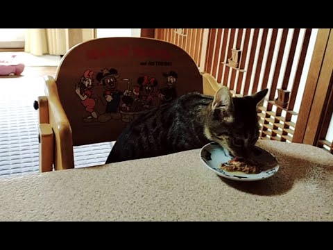 ベビーチェアに座って食事する猫