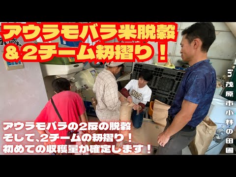 アウラモバラ米脱穀＆2チーム籾摺り！【里山再生・土壌改善・開拓型農業アクティビティ里山体験受付中】