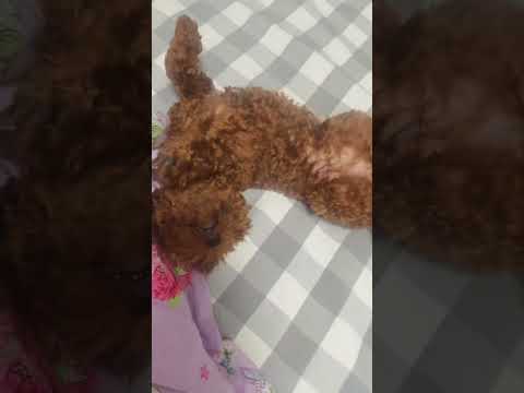 Summer Snoozin' Shenanigans: This Pup's Got Moves!