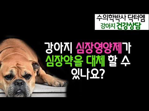 강아지 심장영양제로 심장약을 대체할 수 있나요?