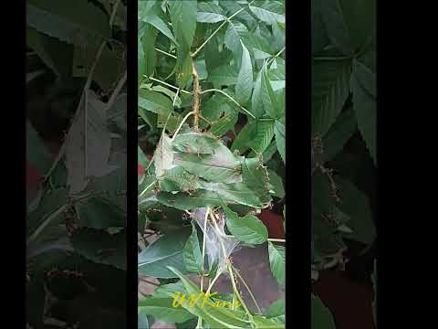 Ant leaf nest.