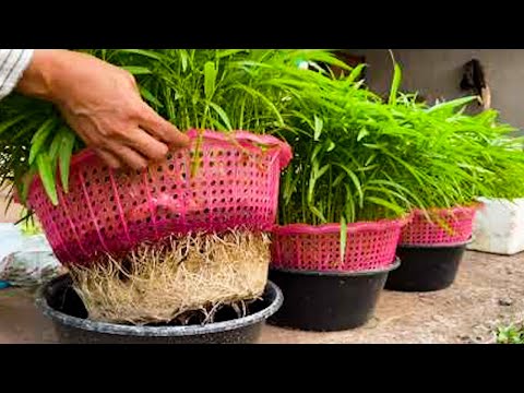 AMAZING GARDEN Useful Tips & Tricks Gardening Plant Vegetables on Balcony