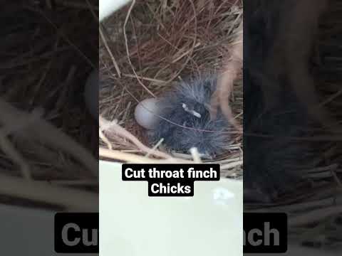 Cut throat finch chicks!