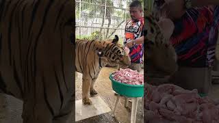 Feeding Thor: Another Day, Another Meal 🐅🍗 | Als Tiger Davao Occidental