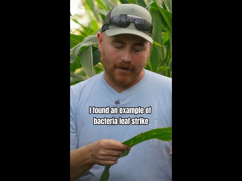 Identifying Bacterial Leaf Strike in Corn 🌽🔬