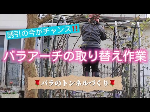 バラアーチの取り替え作業🌹誘引時の今がチャンス❗️