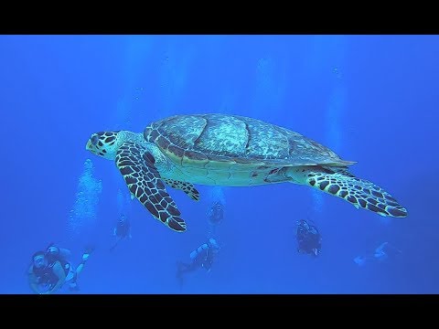 Even More Amazing Diving from Cozumel, Mexico 2.7K  2019