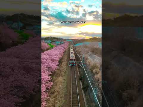 travel with me #japan #adventure #cherryblossoms #train #shortvideo #shorts