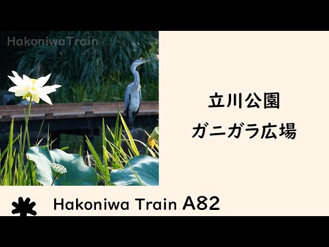 A82 立川公園 ガニガラ広場 で アオサギの公園長とハスを愛でる / 東京都立川市