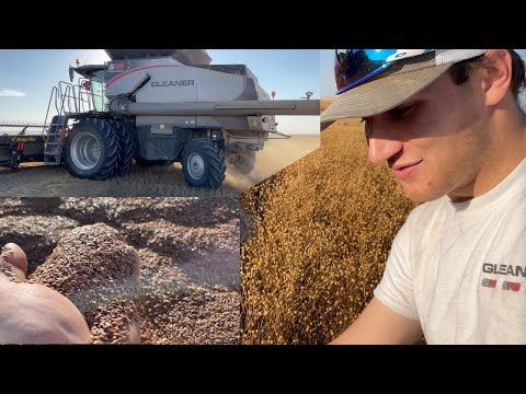 Harvesting Flax with a Gleaner S98 in Saskatchewan