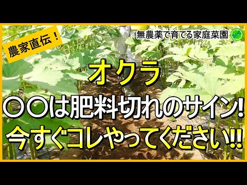 【オクラ栽培】簡単な肥料不足（草勢低下）の見極め方と対処法について解説！【有機農家直伝！無農薬で育てる家庭菜園】　24/8/8