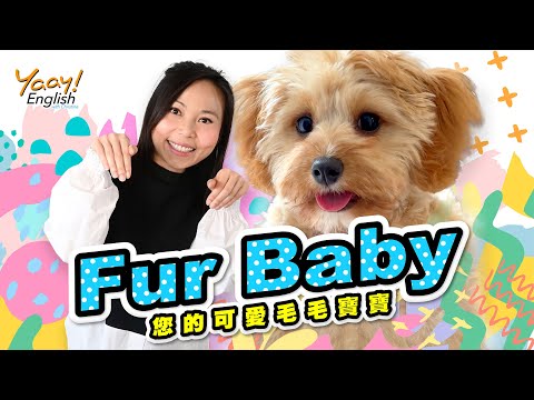 【Yaay English 學英文】如何用英文稱呼可愛狗狗? 寵物動物? | Fur Baby | 必學移民英語 | Talking about pets and animals