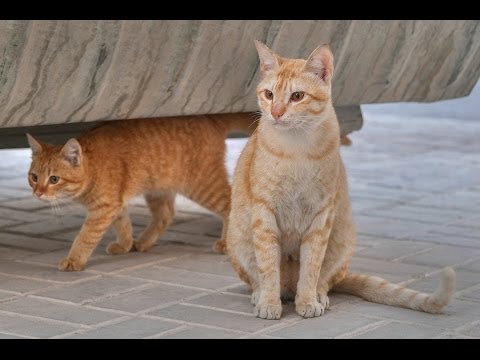 Animal Planet  :  Cats 101 ~  Arabian Mau