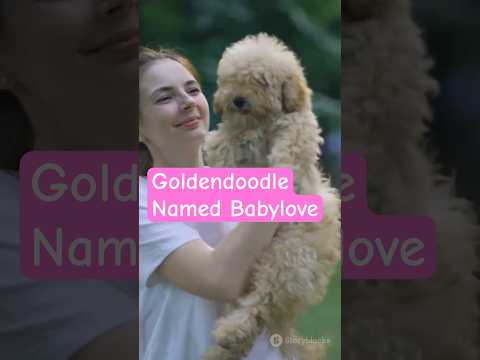 Babylove the Goldendoodle Finds a Home (GOOD!)