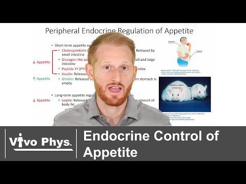 Endocrine Control of Hunger and Satiety - Appetite Regulation