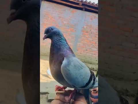 Silvar pigeon uran #kabootar#madrasipigeoninkolkata #viralshorts#antique #viralvideo #madrasipigeon