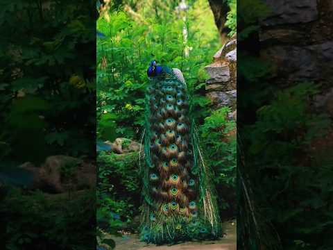 #beautiful ✨❤#peacock 🦚#native #nature 🌿🍃#tamil #shorts#viral #trending#ytshorts#birds #shortsindia