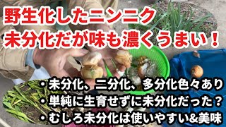 野生化したニンニク　未分化だけどうまい、これはどういうわけなんでしょう？？？