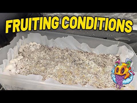 How To Put Shoeboxes Into Fruiting Conditions | Agar To Grain Jar EP3