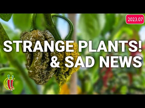 Two🌶️ Varieties on the Same Plant? - Garden Update (2023.07)