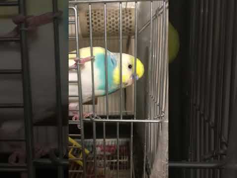 せっかく寝てたのに!!! #shorts #セキセイインコ #budgie #かわいい #すいちゃん