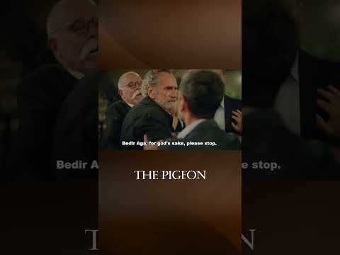 Where is My Daughter, Okkes? - The Pigeon Episode #shorts